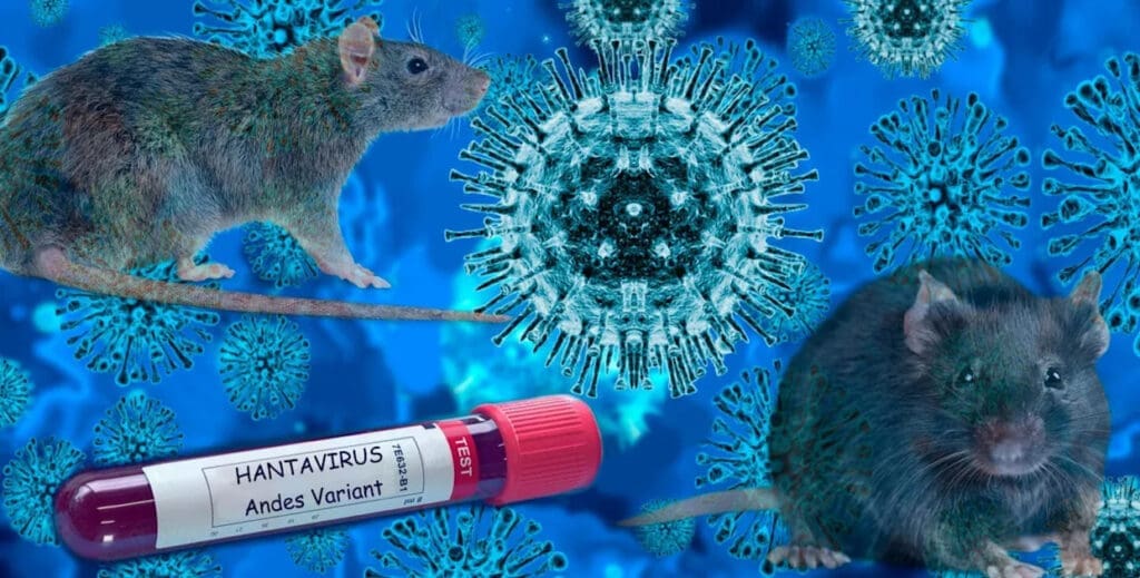 WHO recommendations for countries where hantavirus patients have arrived, evacuated from the Hondius cruise. “The work is not finished”
